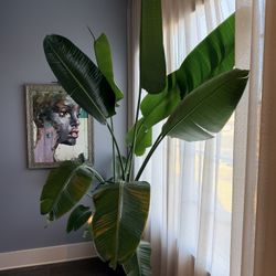 Bird of Paradise (Strelitzia reginae)