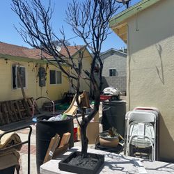 Manzanita Tree