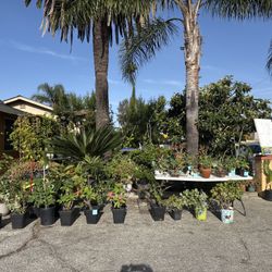 HUGE PLANT SALE!!