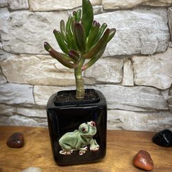 Succulent House Plant Crassula In Cute 3”H Ceramic Pot.