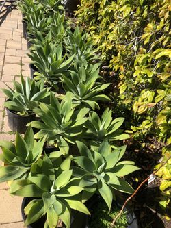Fox Tail Agave Plant 1 & 5 Gallons