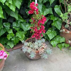 Bougainvillea glabra Paper Flower With Succulent In Large Clay Pot 