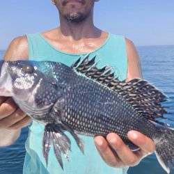 Fishing Trips 