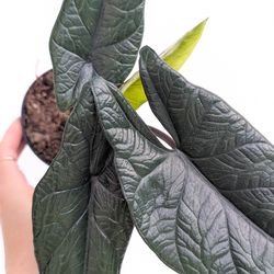 Alocasia Scalprum Plant 4" Pot - Indoor House Plants