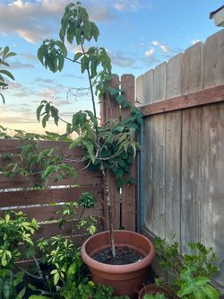 Young avocado Tree in Large Terracotta Pot
