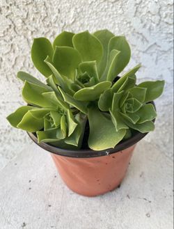 6 Inch Pot - Succulent Plant - Aeonium Castello Paivae Bolle - Rooted & Established Plant - Drought Resistant - 🪴