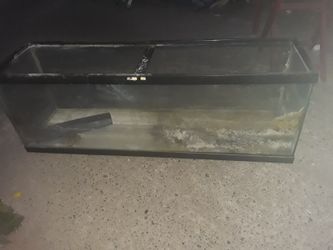 20 gallon aquarium
