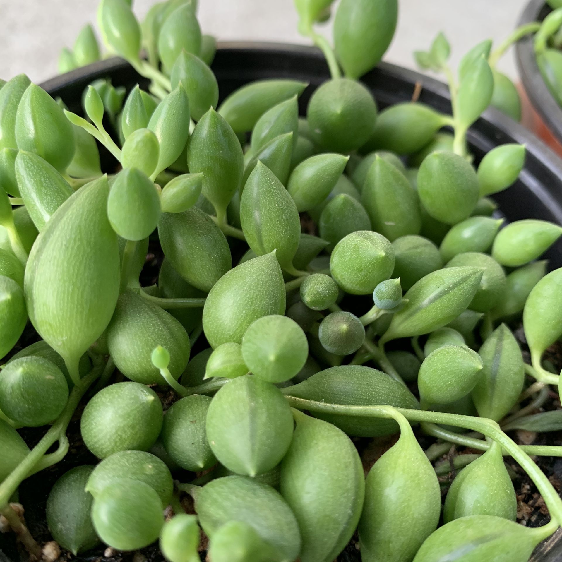 4” String of Tears Succulents - rare and super healthy!