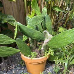 Cactus In Yellow Pot 