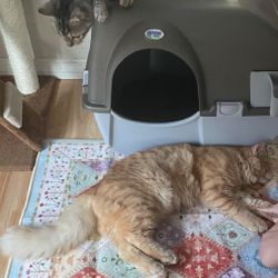 🚨😻 Poop Palace 3000 - The Ultimate Non-Electric, Self-Cleaning Litter Box!🚨