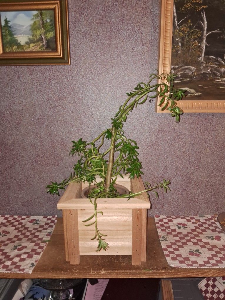 Small Cedar Planter Boxes
