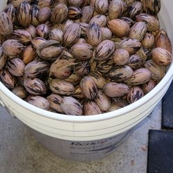 Pecans