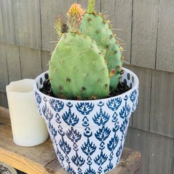 Live outdoor Prickly Pear cactus 🌵plant in a textured ceramic planter pot—firm price