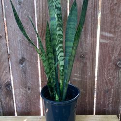 1-Gallon Snake Plant.