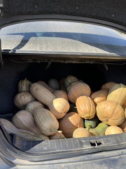 Calabazas A La Venta. Precio Según El Tamaño 