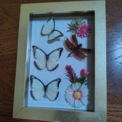 Three real butterflies and dragongly framed picture