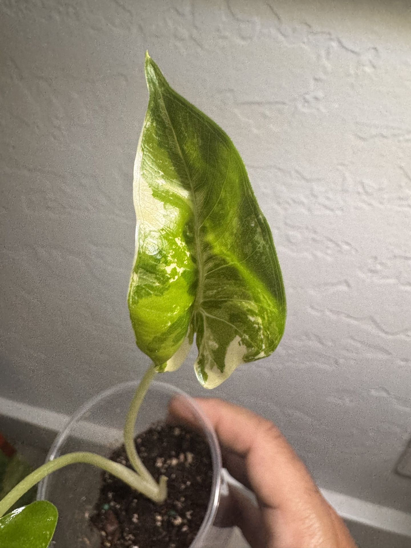 Alocasia Dawn Varigated