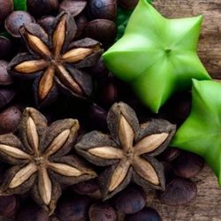 Sacha Inchi Inca Nut Plant In 3 Gal Plantas De Sacha Inchi 