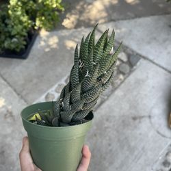 6” Hawhorthia Zebrina