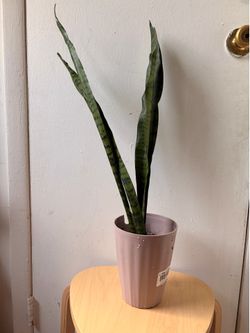 Snake plant