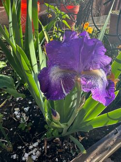 Iris