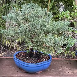 Bonsai Tree Juniper 