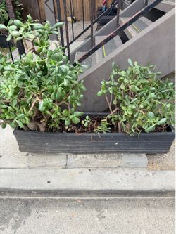 Plant with planter (big)