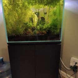 40 G Rimless Cube Aquarium 