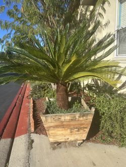 Palm Tree