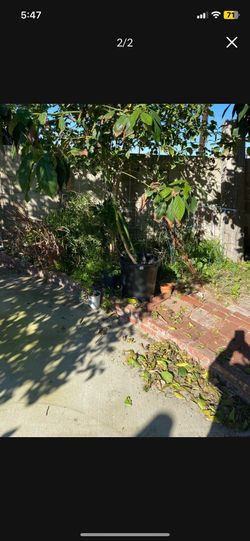 Avocado Tree 10 Feet Tall