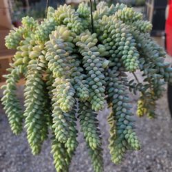 Burros Tail Succulent 