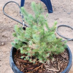Italian Stone Pine Tree Christmas