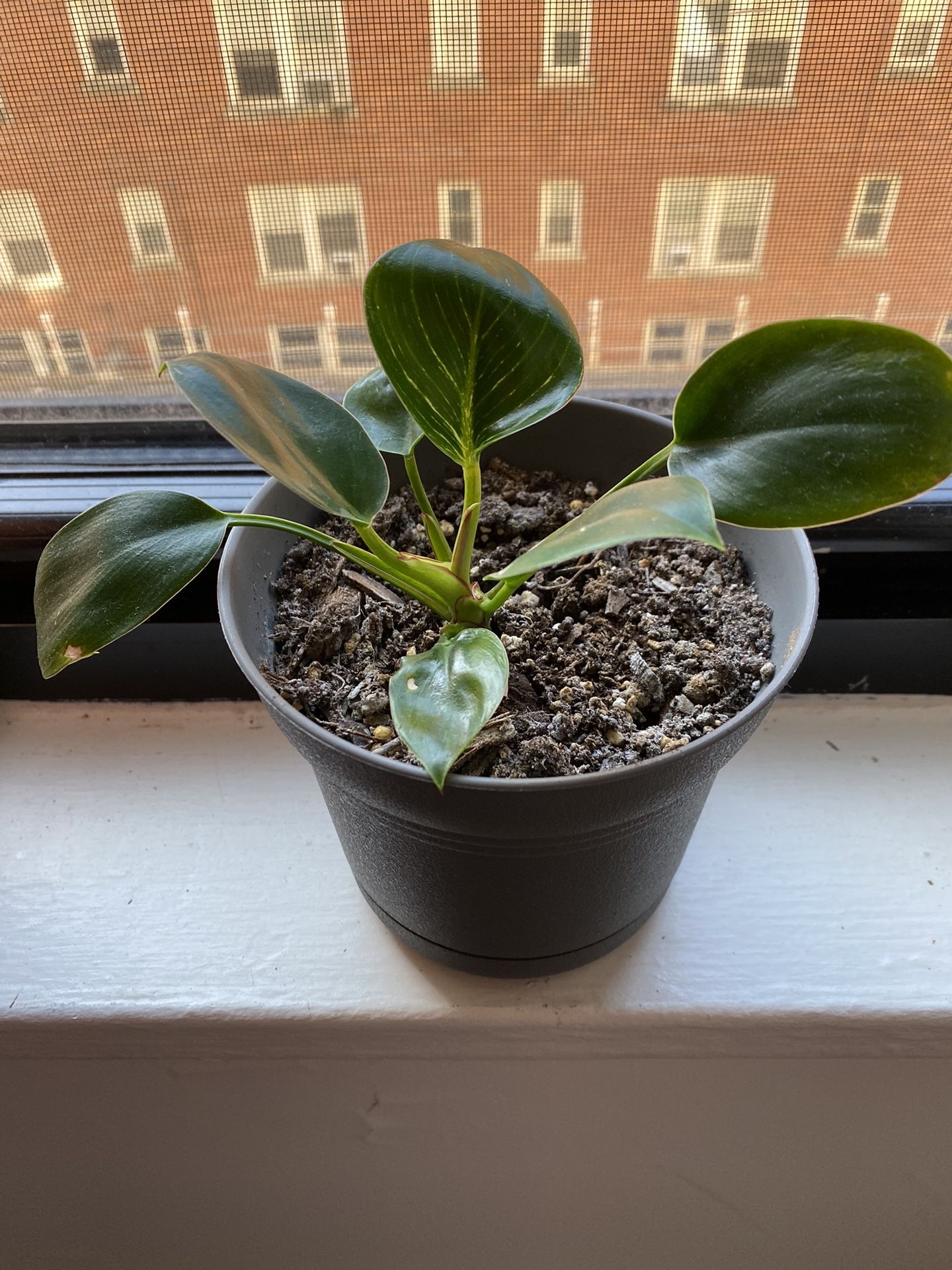 Philodendron Birkin Plant