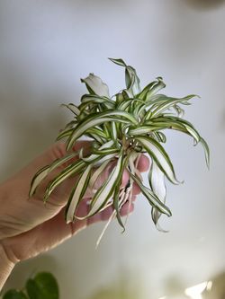 Variegated Spider Plant Thumbnail