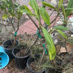 Plumeria Pink Potted Sold Separately