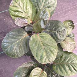 Aria Fabian Stump 6 Inch Pot