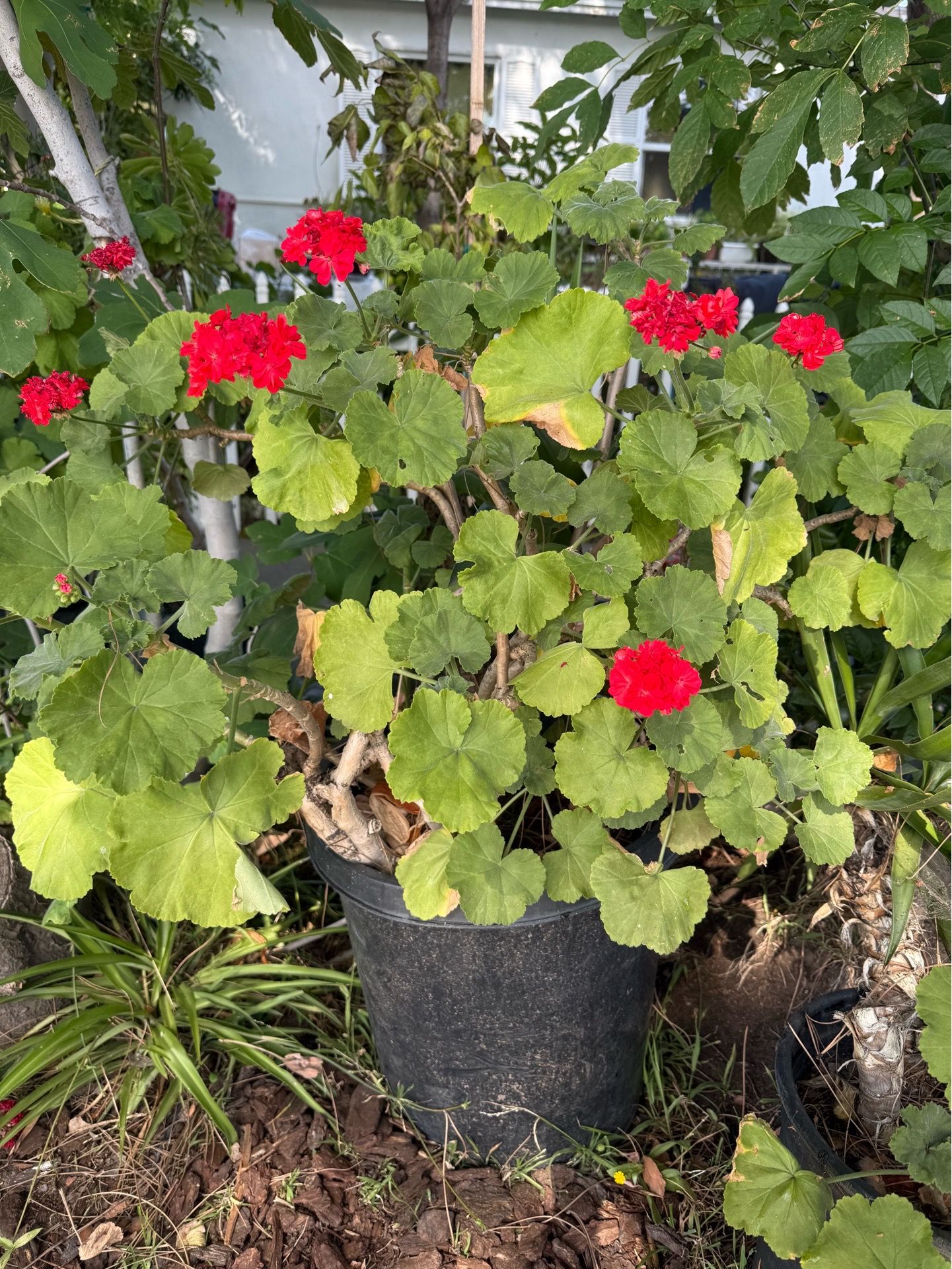 Gorgeous Green plant with red flowers