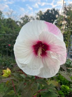 Yes, Available! ROSE MALLOW 🌺 Perennial - Pls Read Description!