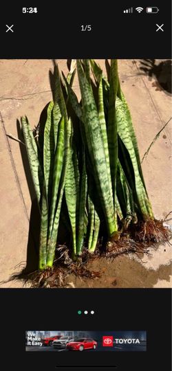 Snake Plants With Roots  Each $2