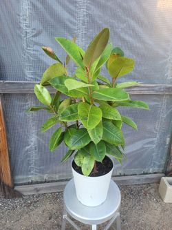 Moonshine Rubber Plant 3' Tall 10" Nursery Pot