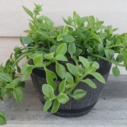 Baby Sunrose Succulent Plant 🪴 (C) 