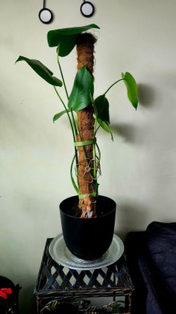 3 masetas de plantas naturales