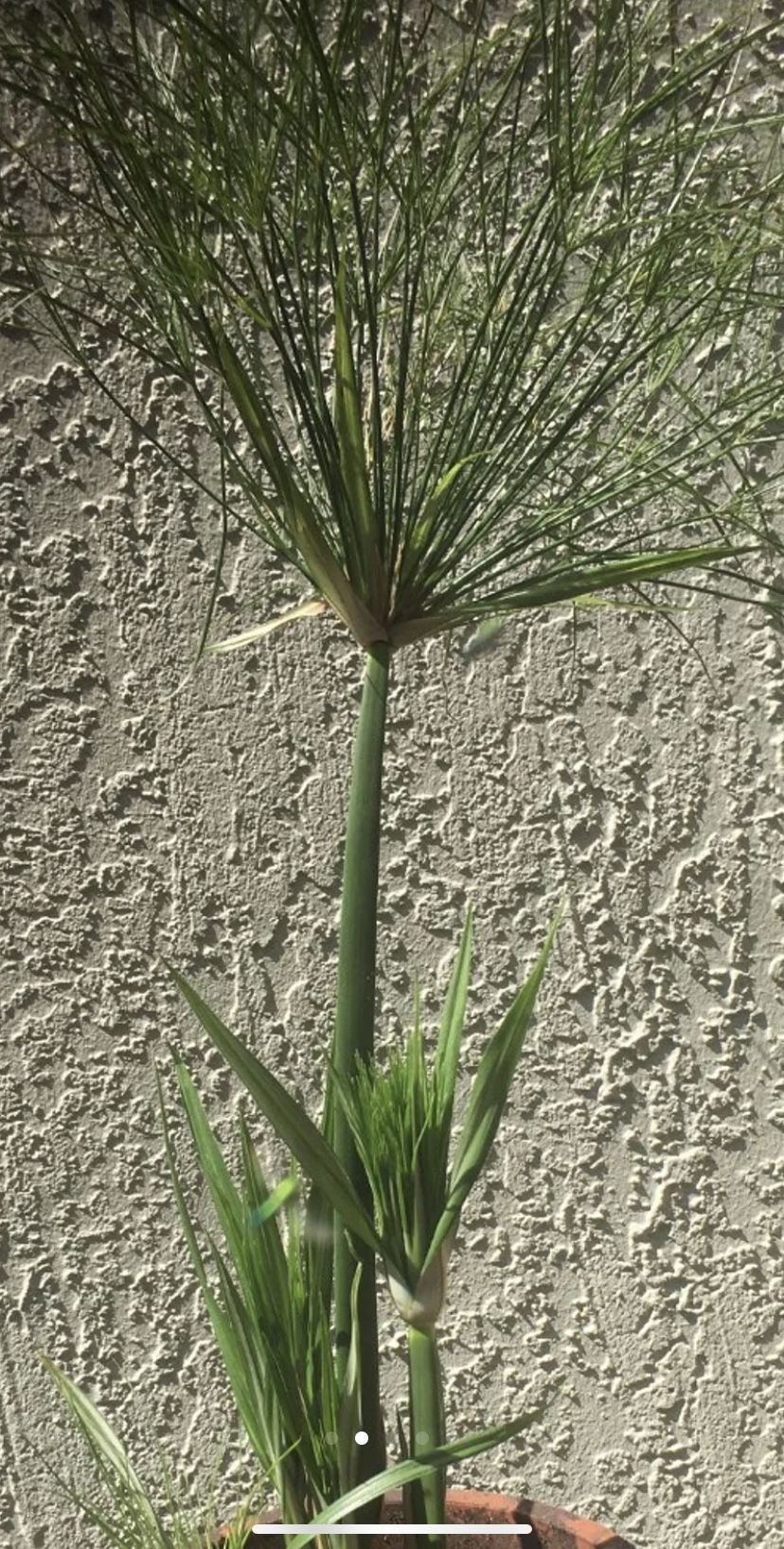 Cyperus Egyptian Papyrus 'Little Tut' Plant