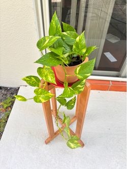 Golden pothos