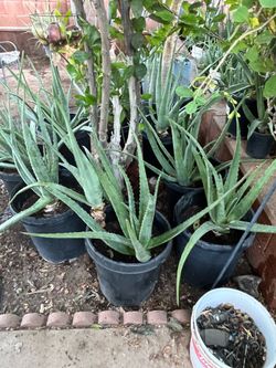 Endless supply of plants available for purchase