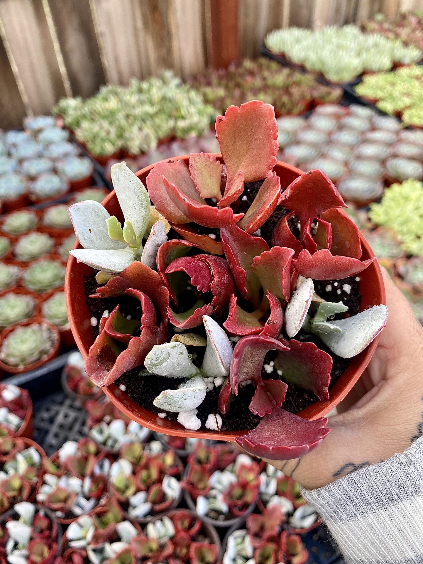 Kalanchoe Succulent Mix