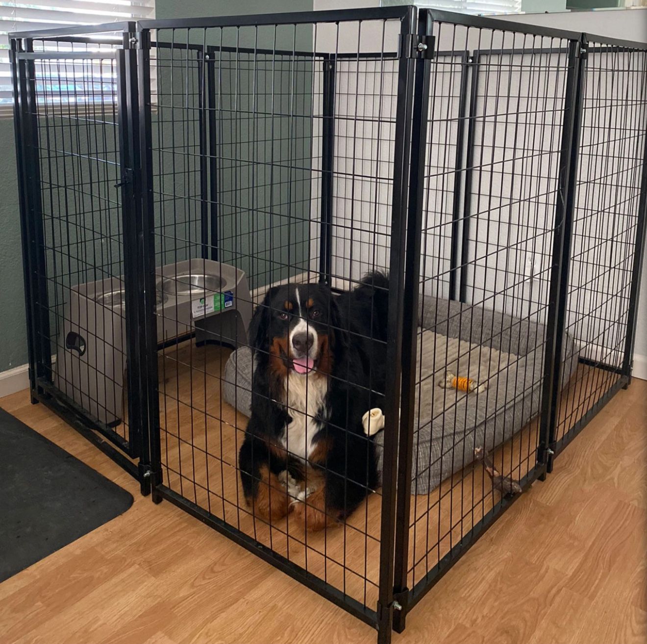 Dog Kennel