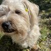 Peppita