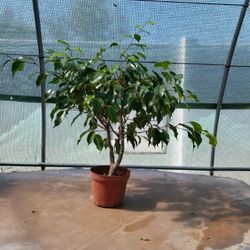 Ficus Benjamina 