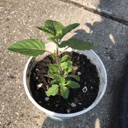 Tulsi Or Mint Plant 🪴 